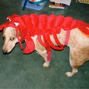 DONATED - Red Lobster Dog Costume - Large to Extra Large